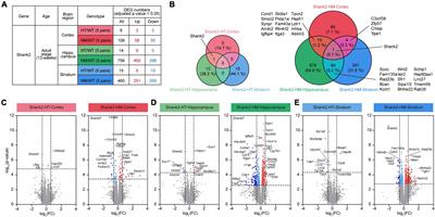 Brain region and gene dosage-differential transcriptomic changes in Shank2-mutant mice